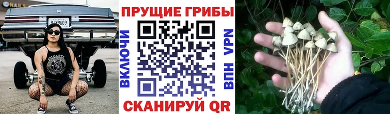 как найти   Байкальск  Галлюциногенные грибы GOLDEN TEACHER 